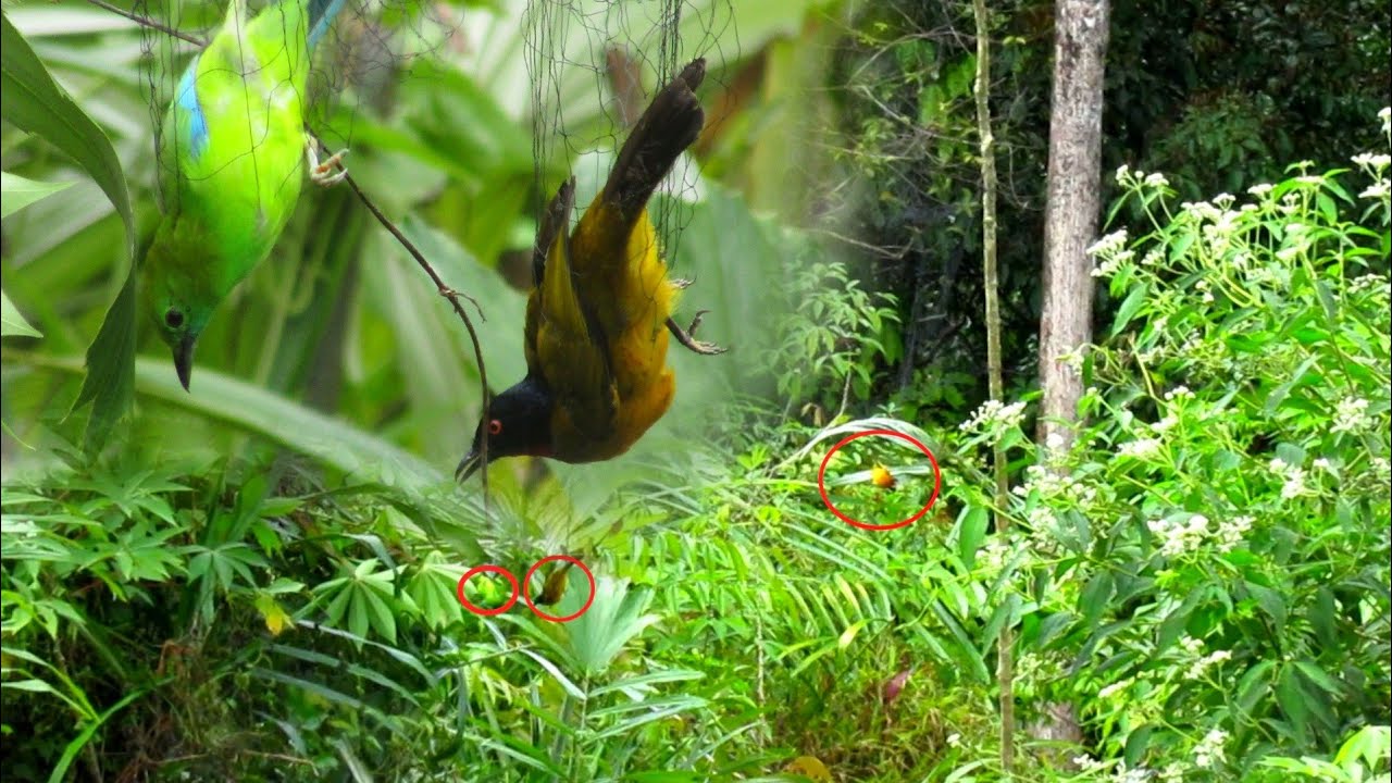 hunting kita hari ini menjaring burung dan berburu bunga keladi gunung.