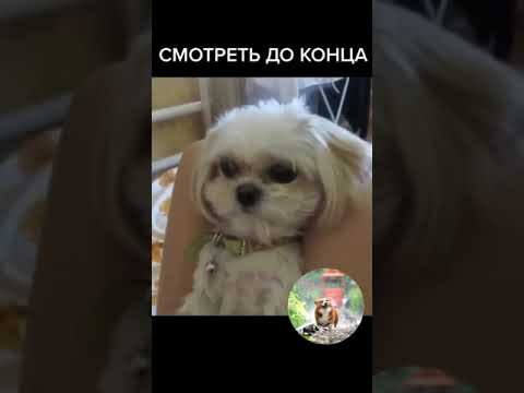 Собака съела котлету