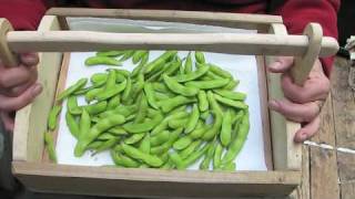 Edamame Harvested at City Farmer