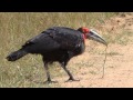 Ground Hornbill catching and eating snake