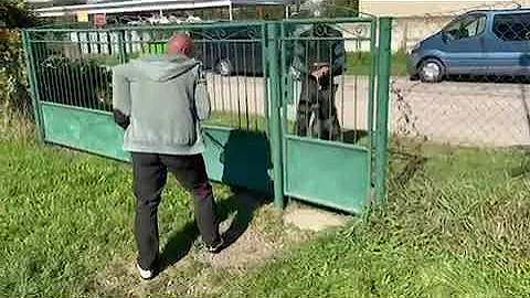 Executive Protection Dog