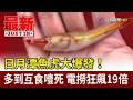 日月潭魚虎大爆發！ 多到互食噎死 電撈狂飆19倍【最新快訊】
