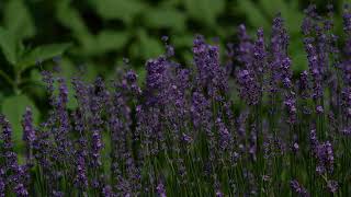 Lavender flower, Nature Ambience, Bird Song