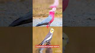 Atiel And Gallah Hybrid Hybrid