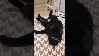 【猫動画】おならの音が聴こえる！？黒猫【ショート】