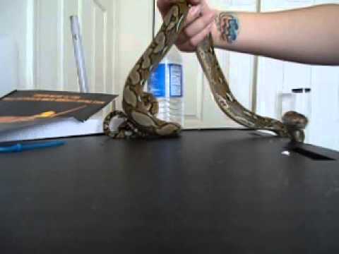 pythons for sale Prehistoric Pets Unboxing- Xion's GF!