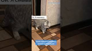 💜 Дмитро і кіт Патрик 🐈 Ніжна кастрація Ветдоктор24 Київ