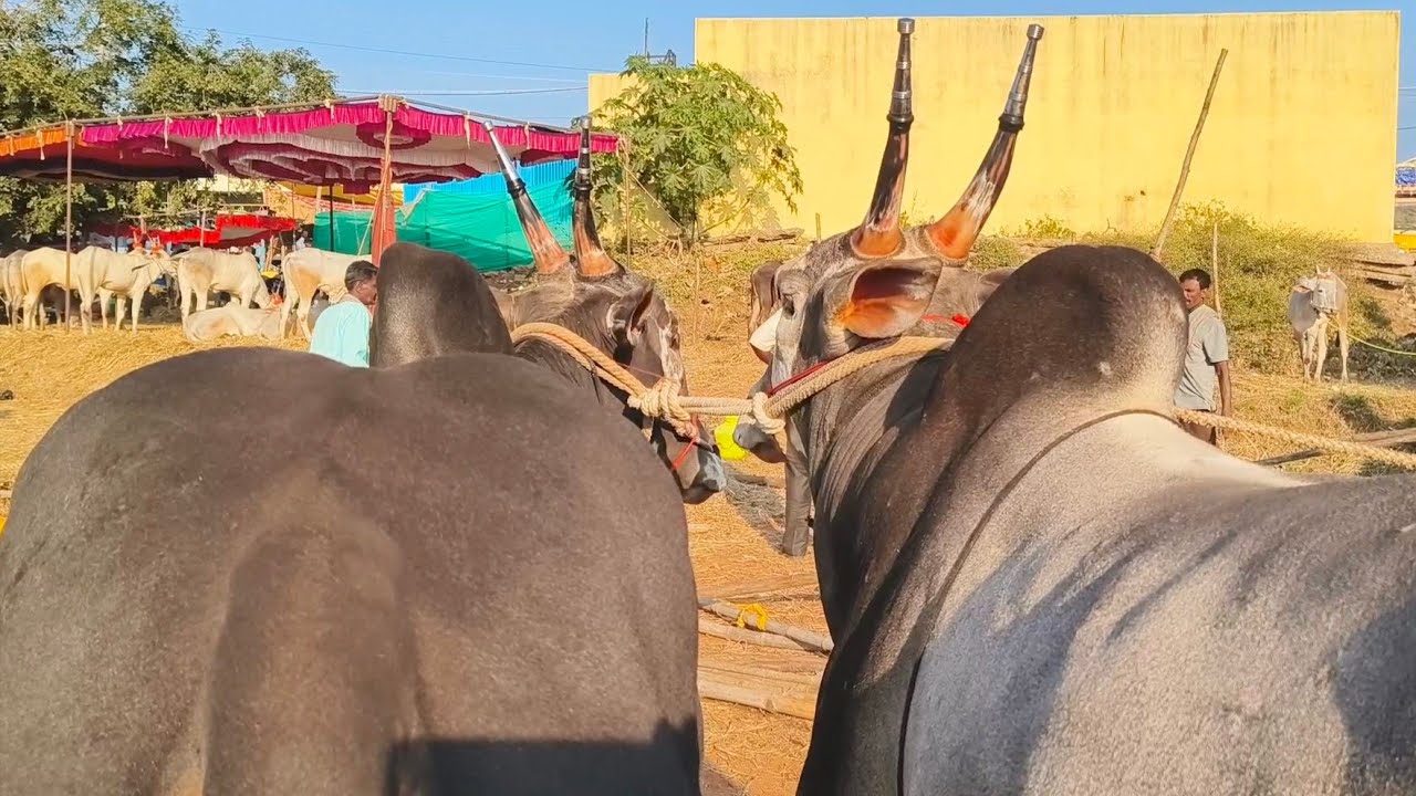 hallikar top size dheshiya Seema Cart price | Indian Cattle's stud bull's Oxen video's 