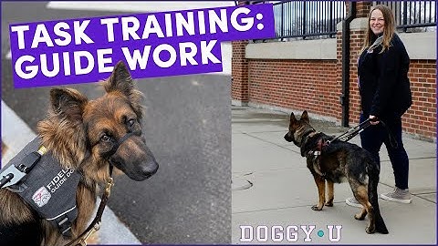 How to Train Obstacle Avoidance for Guide Dogs & Service Dog Leading and Navigation Tasks