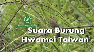 Suara Burung Hwamei Taiwan Super Gacor