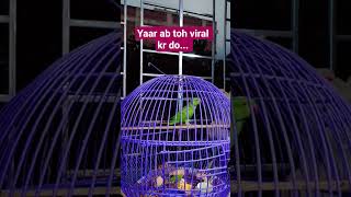 viral video #parrot #birds #dailyvlog #mitthu #trendingnow #talkingparrot #petlover