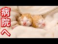 生後３日の双子子猫を病院へ連れて行った結果。【保護猫】