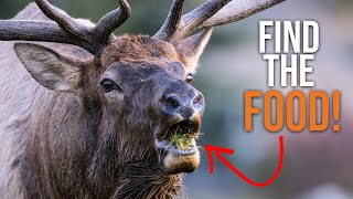 How to Find RUTTING BULL ELK! | Food is KEY, Here's why!