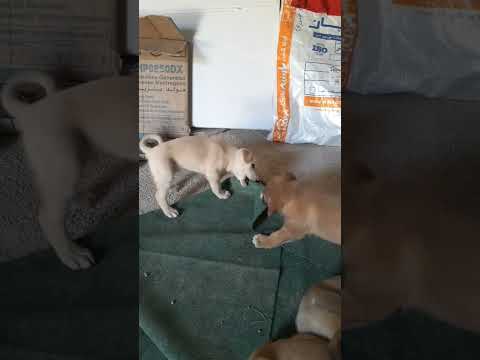 چهار قلو ها      