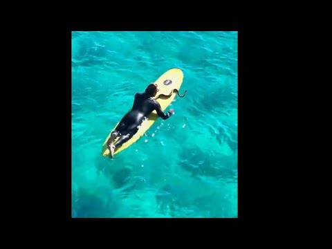 Incredible moment Gold coast man takes his pet python surfing