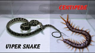 Viper Snake and Centipede