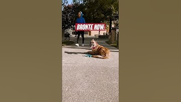 Extreme Fear Reactivity Before & After #reactivedogs #transformation #beforeandafter #dogreactivity