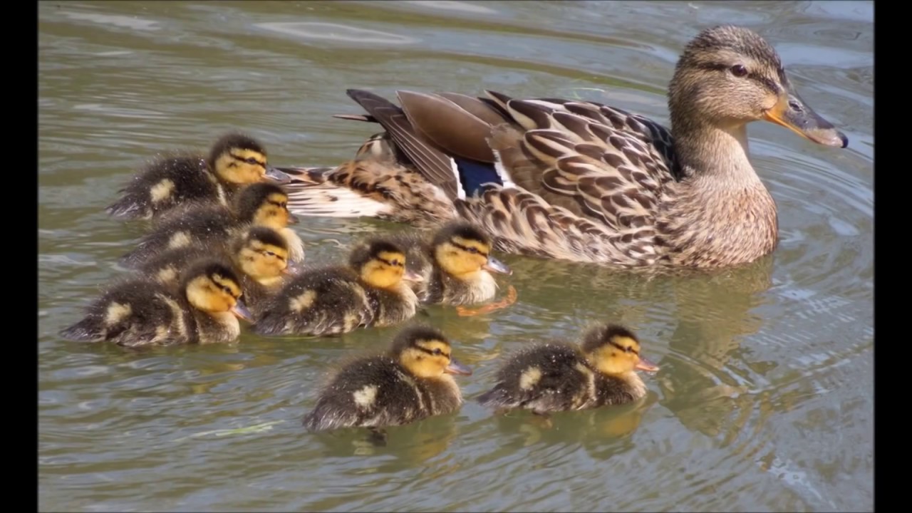 Kom nou naar de kant Teun & Fedor paraodie op Pak nou maar mijn hand