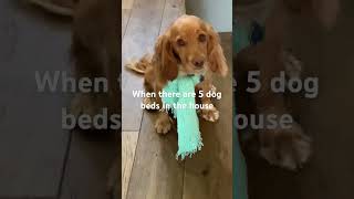 Dog math lesson #dog #cute #puppy #doglover #funny #spaniel #dogshorts #trending #cutedog #shorts