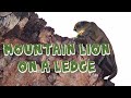 Mountain Lion on a Ledge: 2020 Chasing Lions Episode 2