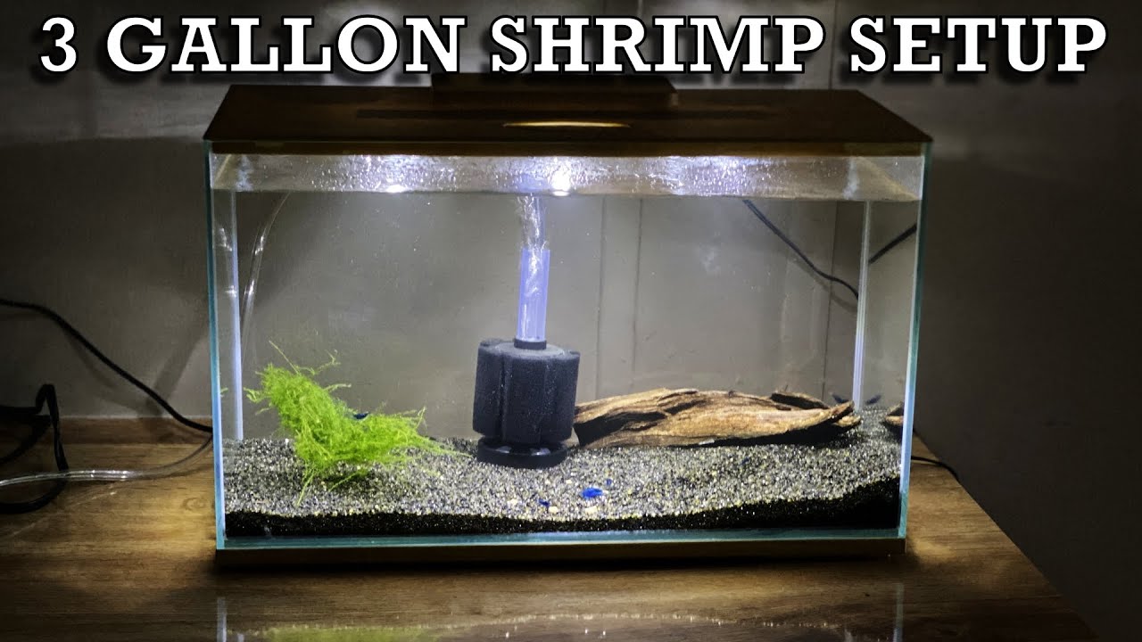 3 Gallon Blue Dream Shrimp Setup 