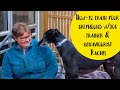 Basic Dog Training with Greyhound Guru, Dog Behaviourist & Trainer Rachel