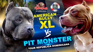 ¿Conoces las diferencias entre el American Bully XL y el Pit Monster de Brasil? by La Ruta Bulls 65,437 views 6 months ago 32 minutes