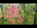 Part 1: Intercrop sa ating Dragon Fruit Farm