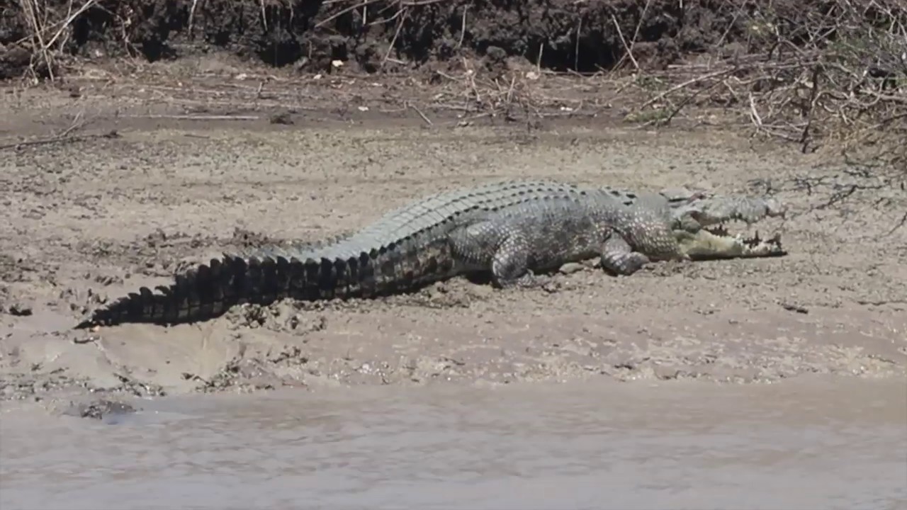 Jumping Crocodile Cruise - Humpty Doo - Darwin - Australia - Majestic Princess - 22 Days Asia