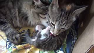 Как две кошки одновременно ухаживают за одним котёнком. Невероятная дружба / Two cats for one kitten Как две кошки одновременно ухаживают за одним котёнком. Невероятная дружба / Two cats for one kitten