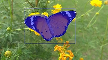 Instance segmentation with a custom model trained with PixelLib Library