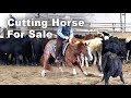 Cutting Horse Mare For Sale