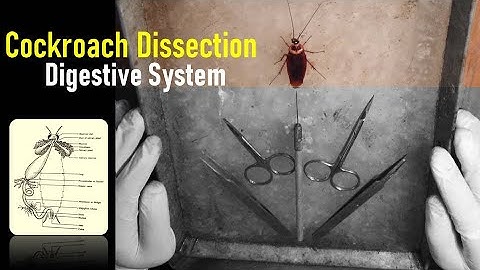 How do you dissect a cockroach? Digestive System Of Cockroach I Zoology Practical I cockroach video