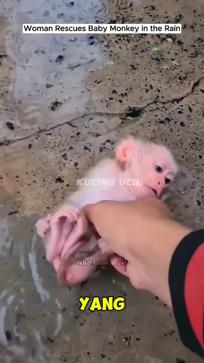 Bayi monyet yang di temukan kehujanan di jalan 🥺 #shorts #respect #rescue