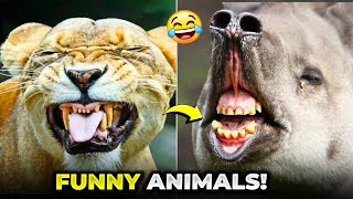 Giant Animals Can be Extremely Funny Sometimes | Best Animals Video Compilation