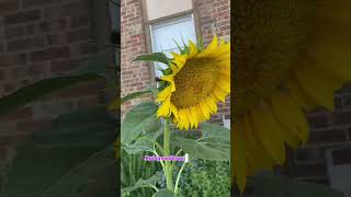 #garden #update #plants #nature #apartmentliving #witch #respect ##horticulture #homesteading