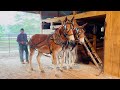 Starting mule coltsa lifetime of mules with mr summers