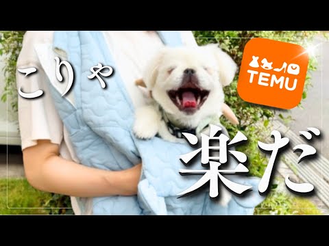 TEMU購入品紹介！生後6ヶ月のPekinese子犬【ぺたろー】大満足