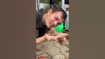 Ý tưởng là phải làm luôn các bác ạ #bonsai #bonsaitree #caycanh #bonsaimini