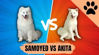 The Samoyed vs The Akita