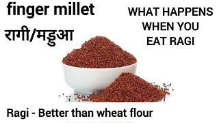 Ragi - Better than wheat flour | Health Benefits of Ragi | Finger Millet | Nachni | Madua |Ragi