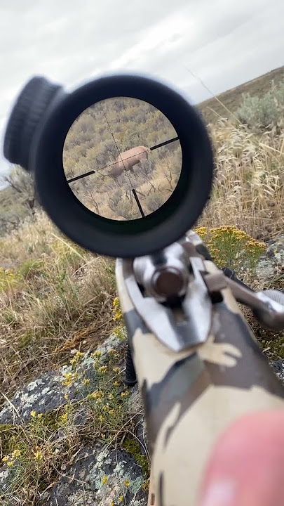 POV rifle elk hunt #wstrnelvtn #liveaction #elk #wapiti #kuiu #vortex #wildlife #bugle #wahbam