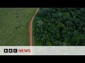 Amazon rainforest fewer trees lost to deforestation in 2023  bbc news