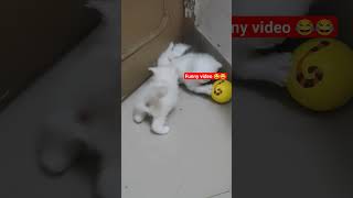 kittens 🤣🤣🤣funny videos 😂😂😂 comedy videos ll cat comedy funny videos #funny #kitten #cute #cat #yt