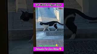 Big Black Cat Walk like a Tiger | #shorts | Cat tik tok