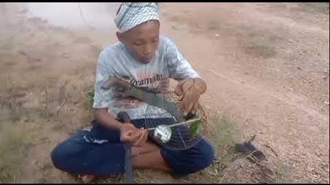 mikat serindit sore hari//pas mau pulang malah poin jantan muda