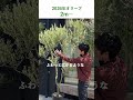 【オリーブ入荷】2m以上