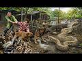 72 Hours on high alert: Komodo dragon and giant python near the duck coop— tense encounter.