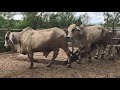 Purebred brahman  junior bulls