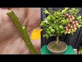 Multiple Grafting on apple ber bonsai plant | Neem oil for plants